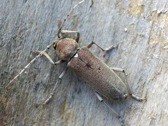 Hesperophane - insecte du bois