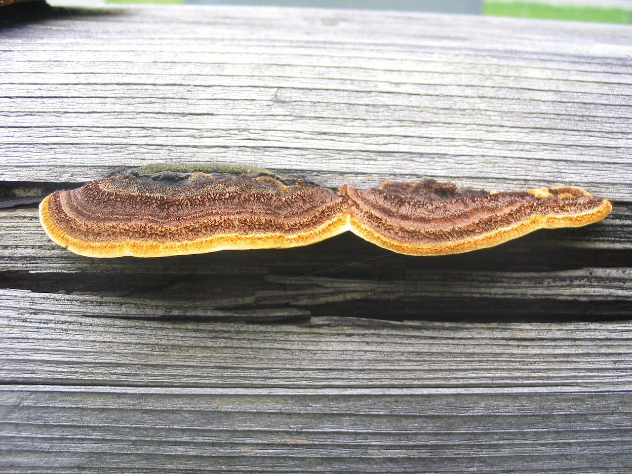 Le lenzite de la famille des champignons xylophages aime le bois de charpente, des dormants de fenêtres, les tas de planches...