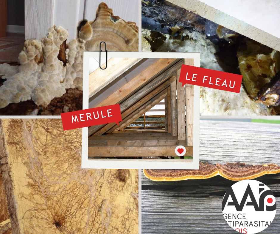 MERULE Le Fléau  AAB