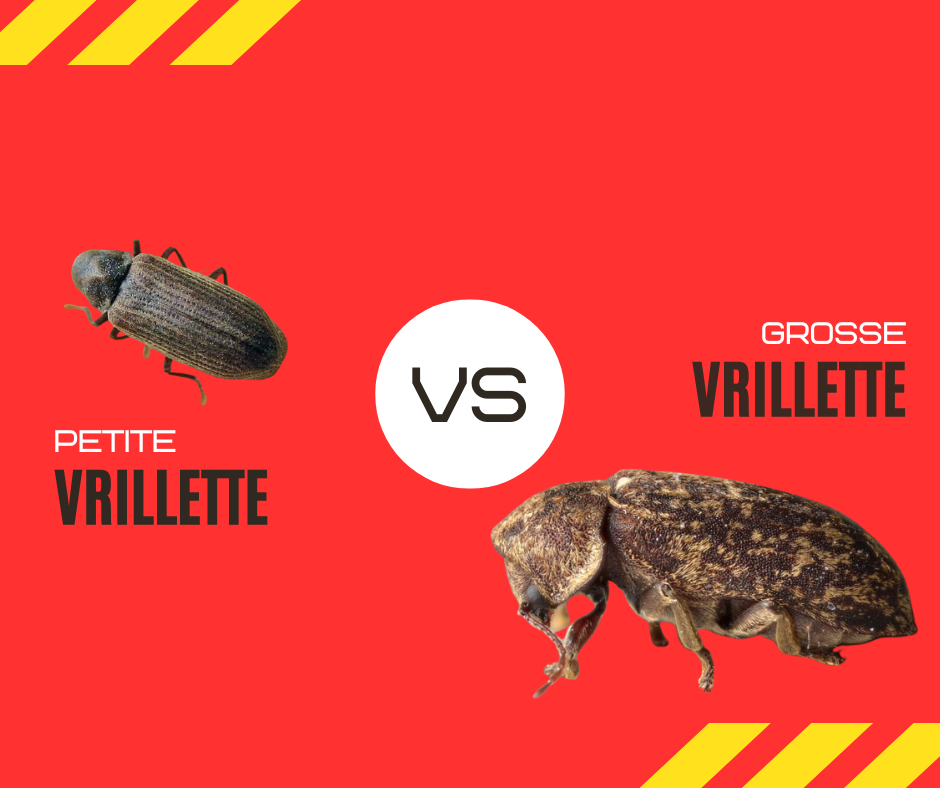 Petite vrillette VS grosse vrillette AAB Lorient