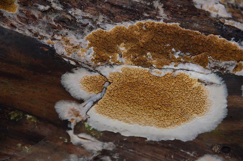 La mérule est un champignon xylophage qui s'attaque à toutes les boiseries de la maison si les conditions sont réunies.