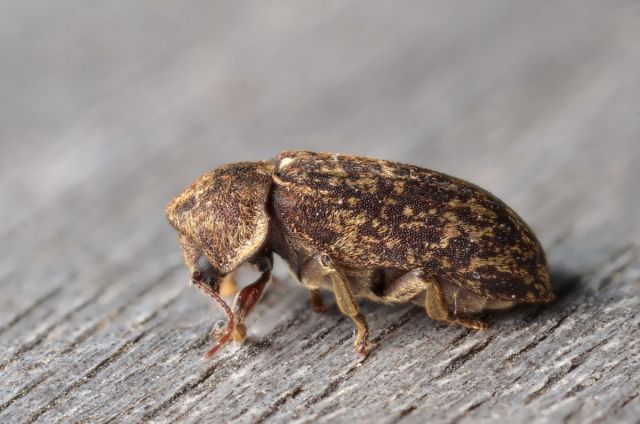 Une grosse vrillette adulte posée sur un morceau de bois de charpente