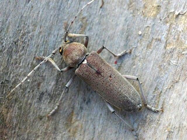 C'EST QUOI UN INSECTE XYLOPHAGE