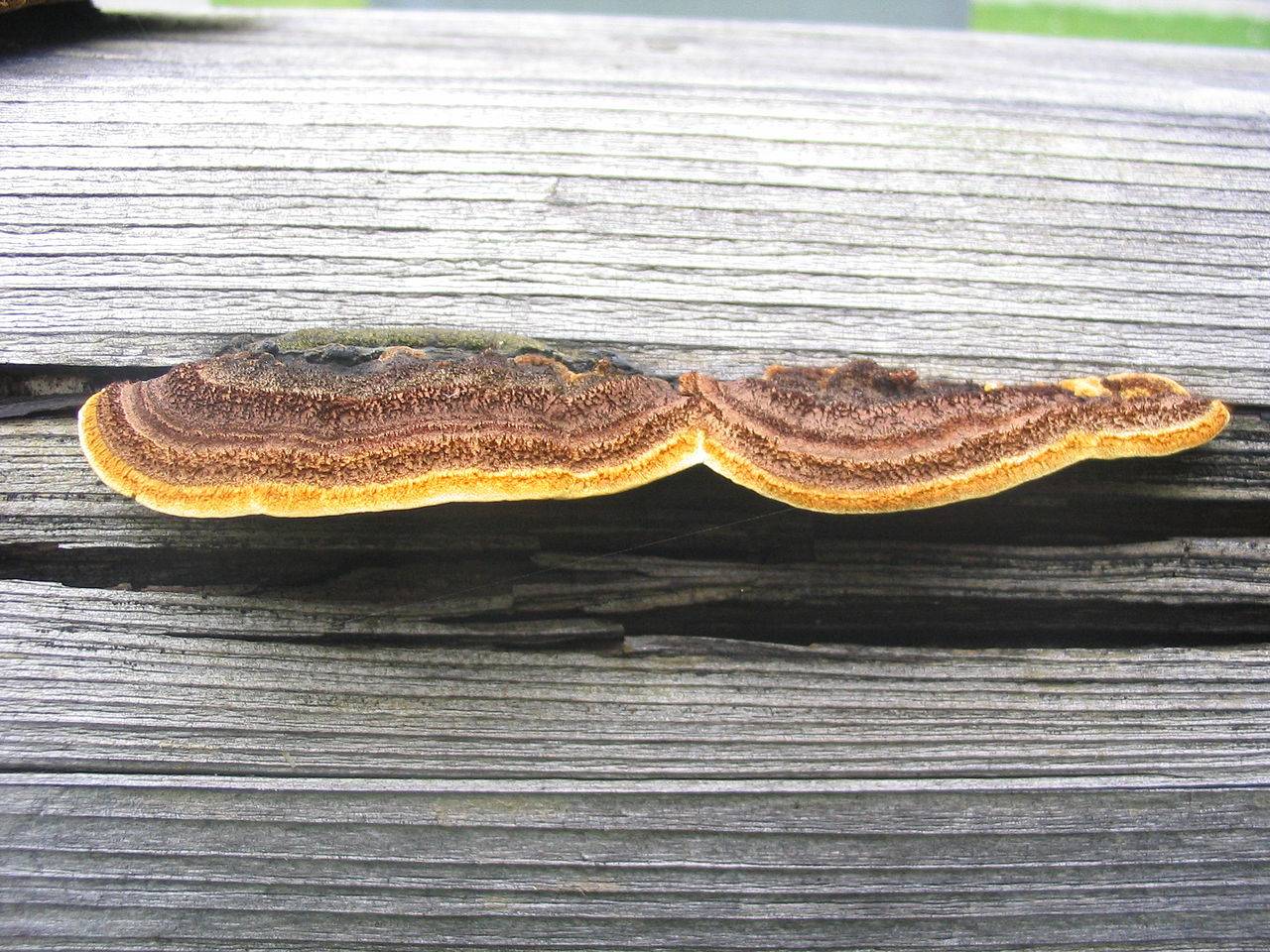 Traitement du bois contre les champignons et les insectes parasites.